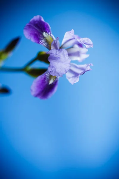 Piękny fiołek irys kwiat — Zdjęcie stockowe