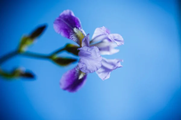 Красивый фиолетовый цветок радужной оболочки — стоковое фото