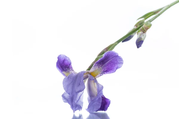 Vacker violett iris blomma — Stockfoto