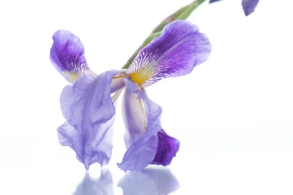 Vacker violett iris blomma — Stockfoto