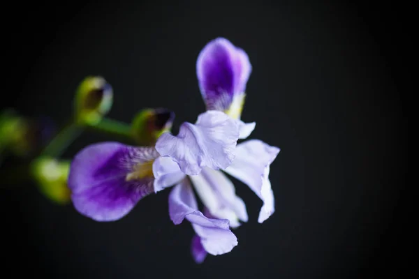 Vacker violett iris blomma — Stockfoto