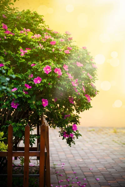 Hermoso gran arbusto de rosa mosqueta con flores florecientes Imagen De Stock