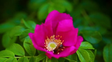 yaban arısı rose hips uçar ve polen toplar