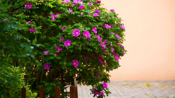 Красивий великий рожевий хіп-кущ з квітучими квітами — стокове відео