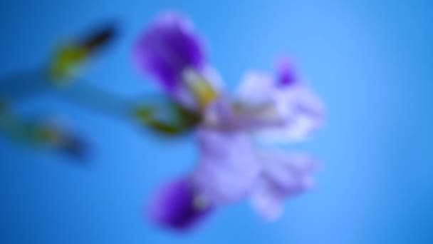 Красивый фиолетовый цветок радужной оболочки — стоковое видео