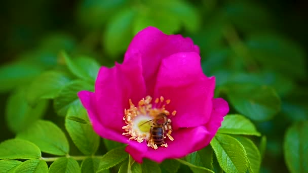 Avispa vuela sobre la rosa mosqueta y recoge el polen — Vídeos de Stock