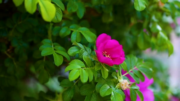 Vackra stora nypon bush med blommande blommor — Stockvideo