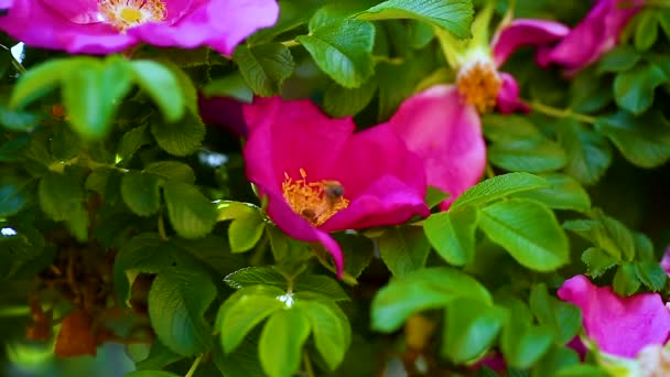 黄蜂飞过玫瑰臀部收集花粉 — 图库视频影像