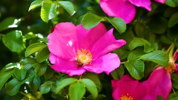 Guêpe vole au-dessus des hanches de rose et recueille le pollen — Video