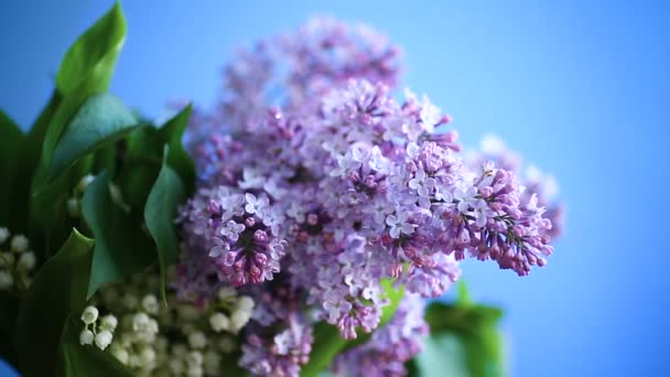 Rama de la primavera floreciente lila — Vídeos de Stock
