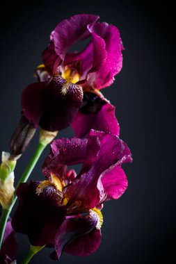 Güzel Menekşe iris çiçeği