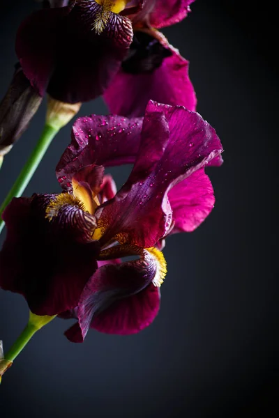 Schöne violette Iris Blume — Stockfoto