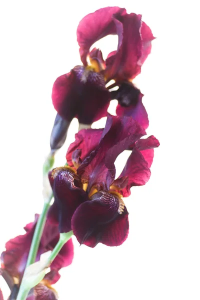 Красивый фиолетовый цветок радужной оболочки — стоковое фото