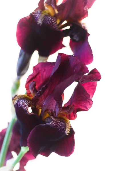 Beautiful violet iris flower — Stock Photo, Image