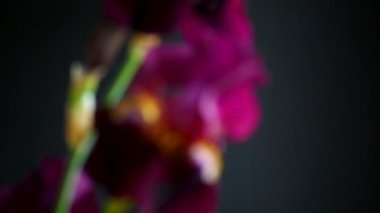 Güzel Menekşe iris çiçeği