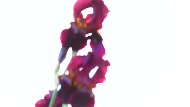 Красивый фиолетовый цветок радужной оболочки — стоковое видео