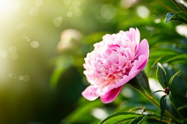 Güzel pembe peonies çiçeklenme