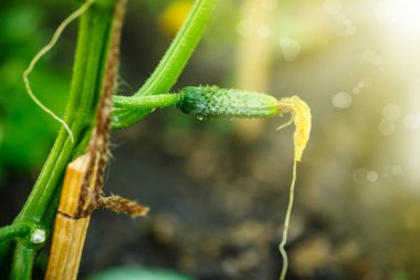 küçük salatalık yumurtalık