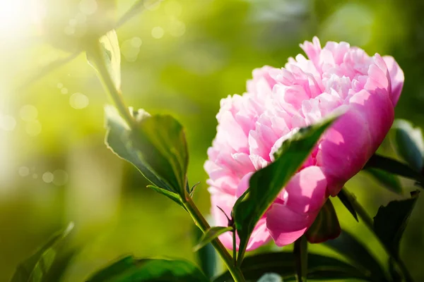Belle peonie rosa in fiore — Foto Stock