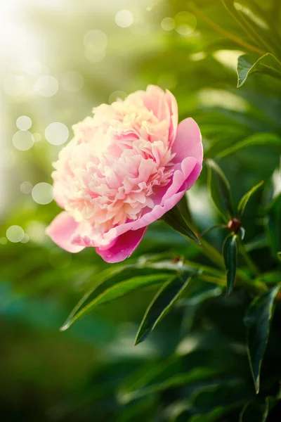 Vackra blommande rosa pioner — Stockfoto