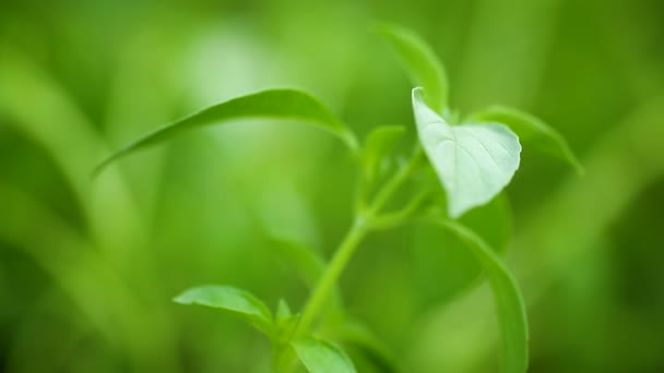 Poussant en plein air, jeune basilic vert — Video