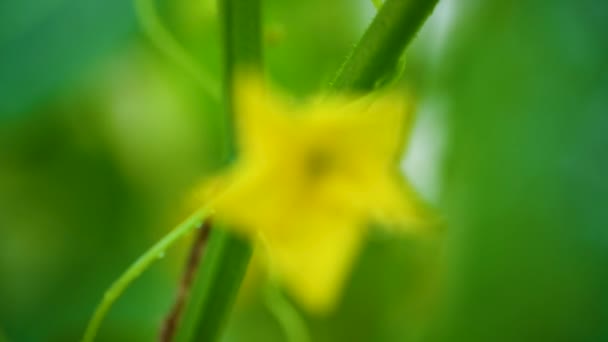 Fleur de concombre jaune close-up — Video