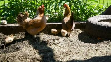 onun küçük tavuk ile yürüyen Genç tavuk