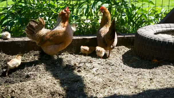 Young chicken walking with her little chickens — Stock Video