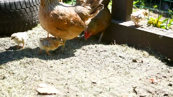 Young chicken walking with her little chickens — Stock Video