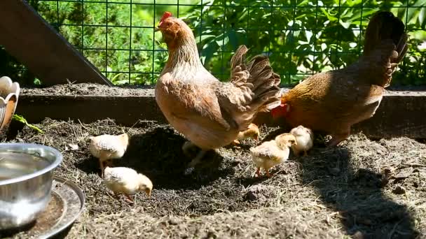 Galinha jovem andando com suas galinhas pequenas — Vídeo de Stock