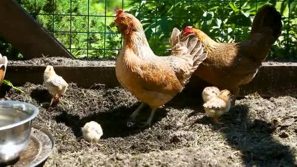 Young chicken walking with her little chickens — Stock Video