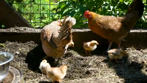 Młody kurczak chodzenie z jej little kurczaki — Wideo stockowe