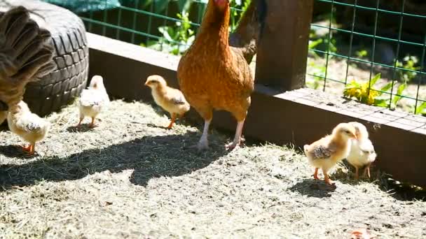 Young chicken walking with her little chickens — Stock Video