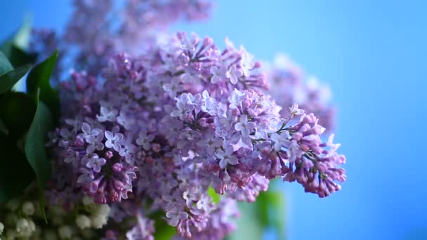 Ramo de lilás de primavera florescente — Vídeo de Stock