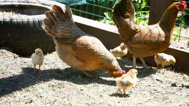 Молода курка гуляє зі своїми маленькими курчатами — стокове відео