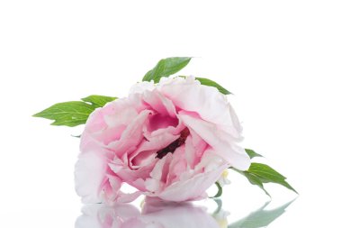 Beyaz arka plan üzerinde izole güzel Şakayık çiçekleri