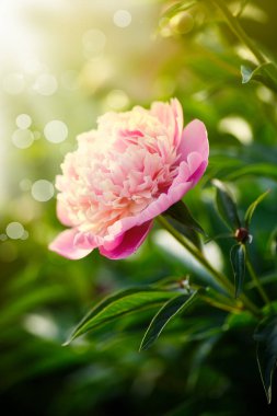 güzel çiçek pembe peonies güneşli bir yaz