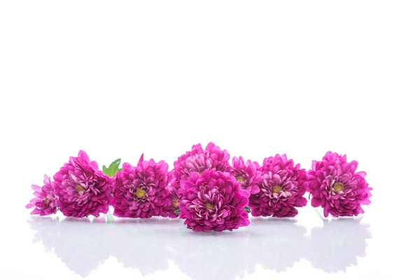 白地に美しい菊の花束 — ストック写真