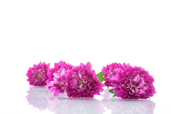 Strauß Schöner Chrysanthemen Auf Weißem Hintergrund — Stockfoto