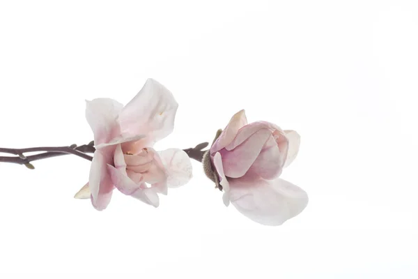 Vackra Rosa Magnolia Blomma Vit Bakgrund — Stockfoto