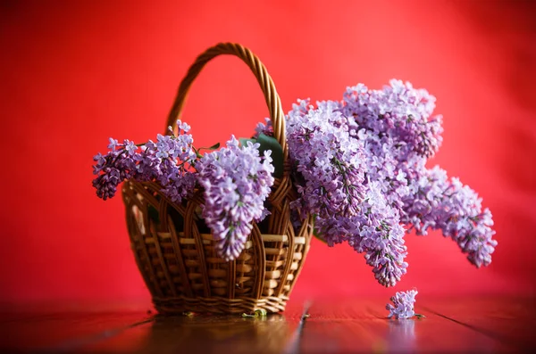 Ramo Lilás Primavera Florescente Fundo Vermelho — Fotografia de Stock