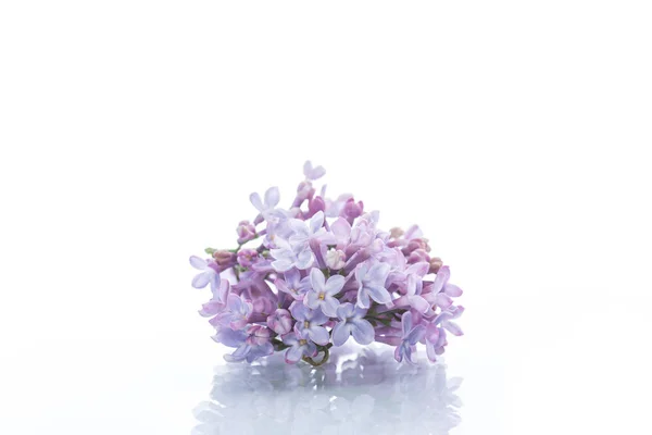 Branche Lilas Printanier Fleurs Sur Fond Blanc — Photo