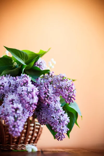 Branch Blossoming Spring Lilac Orange Background — Stock Photo, Image
