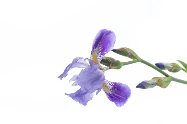 Vacker Violett Iris Blomma Vit Bakgrund — Stockfoto