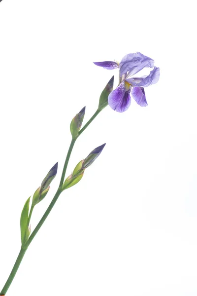 Bela Flor Íris Violeta Fundo Branco — Fotografia de Stock