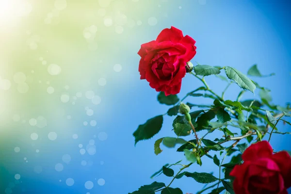 Hermosas Rosas Rojas Flor Sobre Fondo Azul —  Fotos de Stock