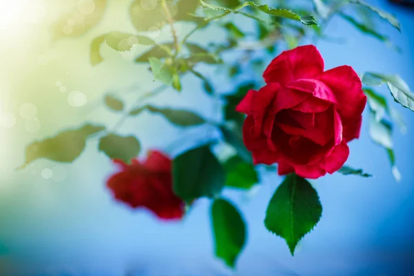 Belas Rosas Vermelhas Florescendo Fundo Azul — Fotografia de Stock