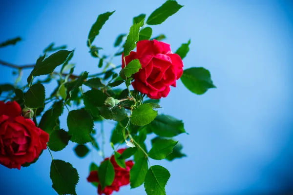 Hermosas Rosas Rojas Flor Sobre Fondo Azul —  Fotos de Stock