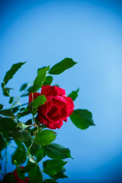 Krásné Červené Kvetoucí Růže Modrém Pozadí — Stock fotografie