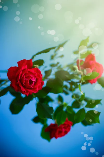 Kaunis Punainen Kukkivat Ruusut Sinisellä Pohjalla — kuvapankkivalokuva